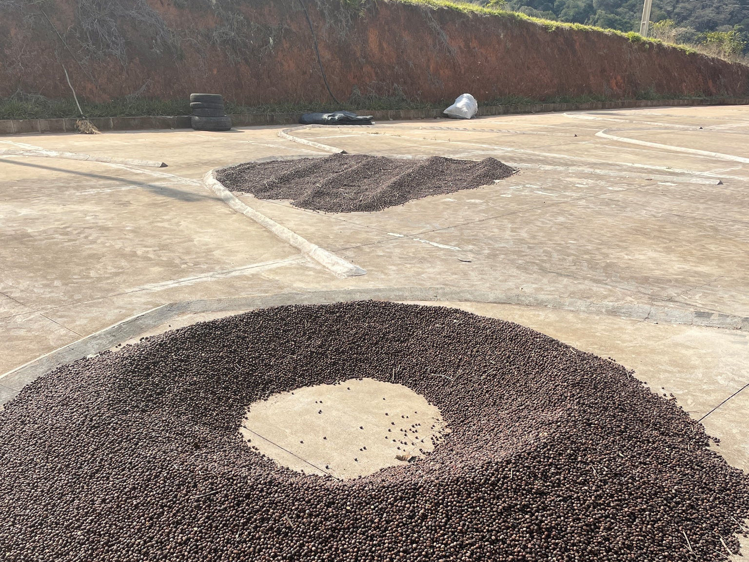 ブラジル ファゼンダ ウム | BRAZIL, FAZENDA UM