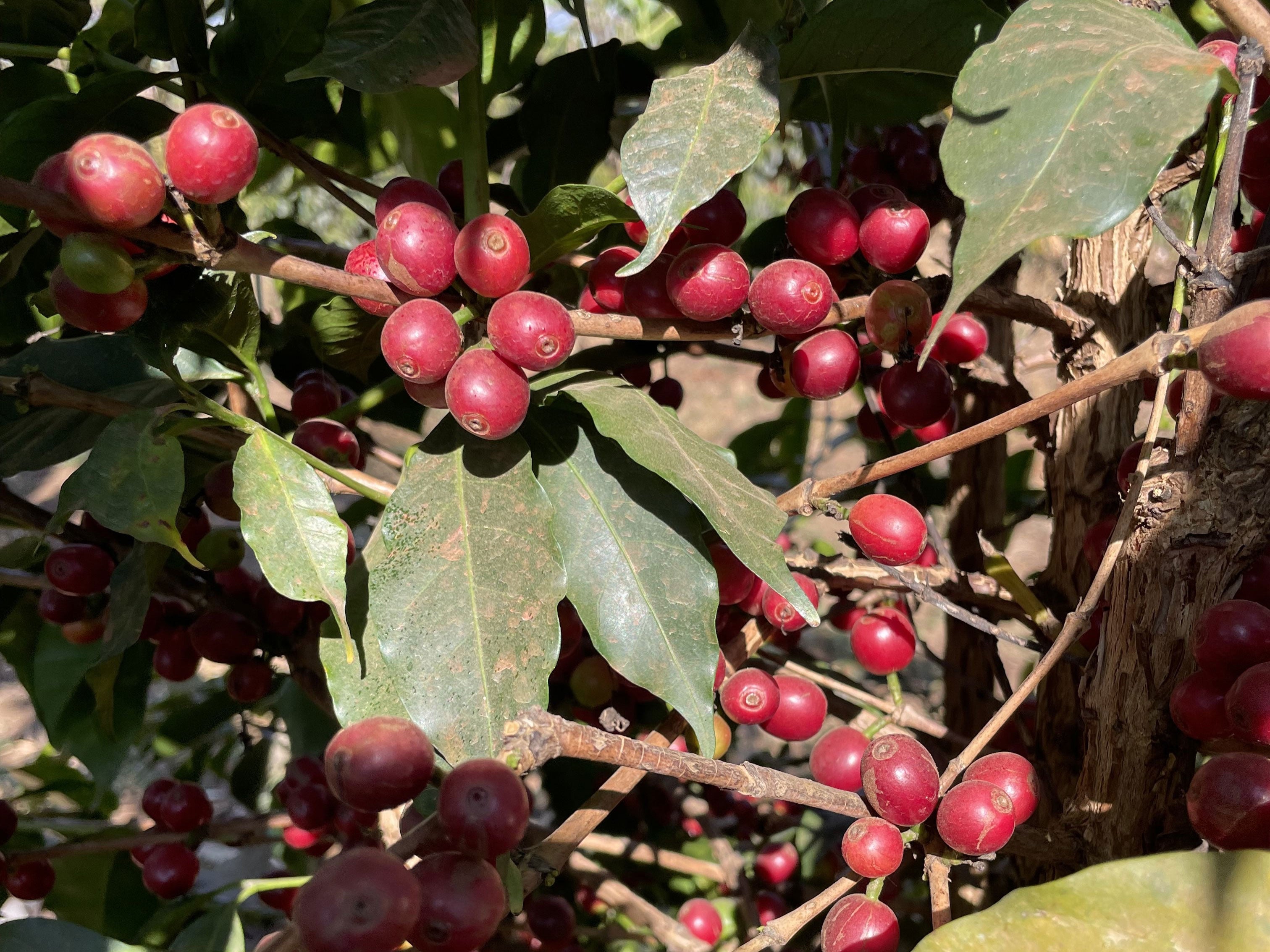 タンザニア ンソガ アナエロビック |TANZANIA, NSOGA ANAEROBIC