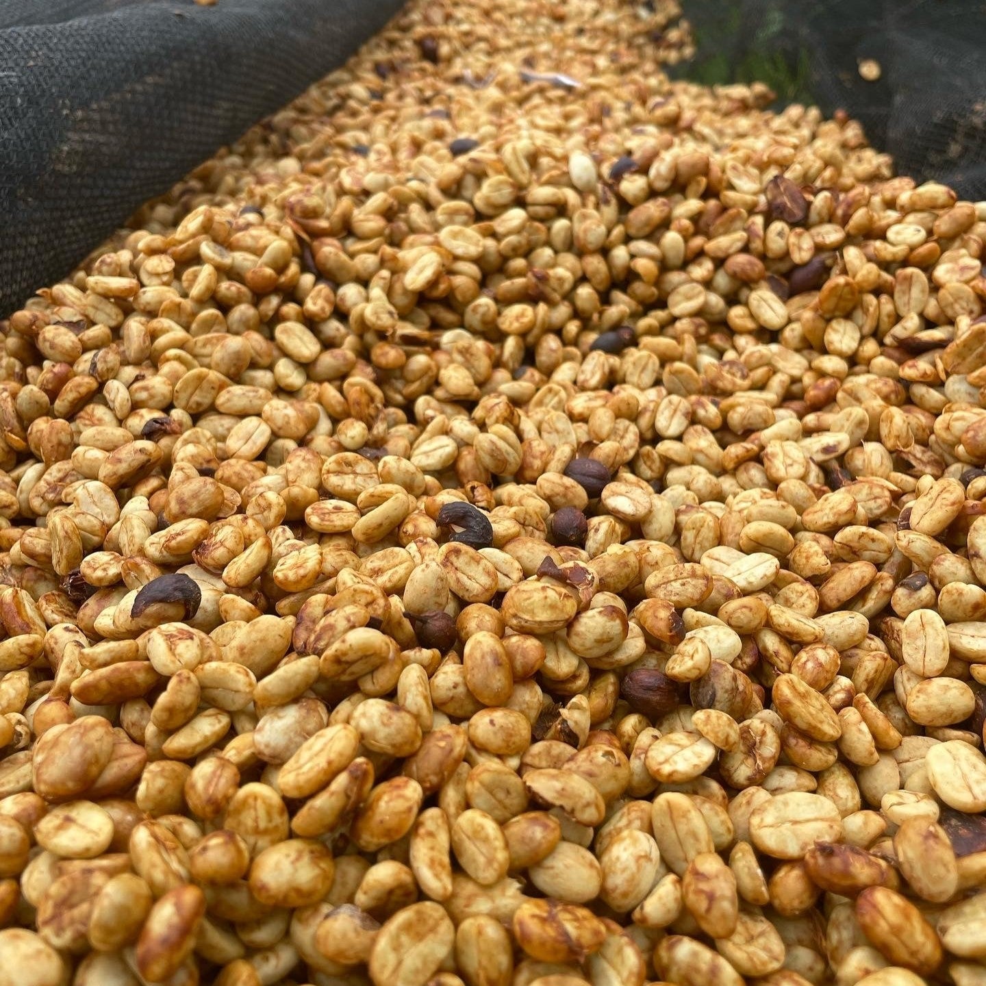 グアテマラ エスペランサ ラ ベガ| GUATEMALA, ESPERANZA LA VEGA