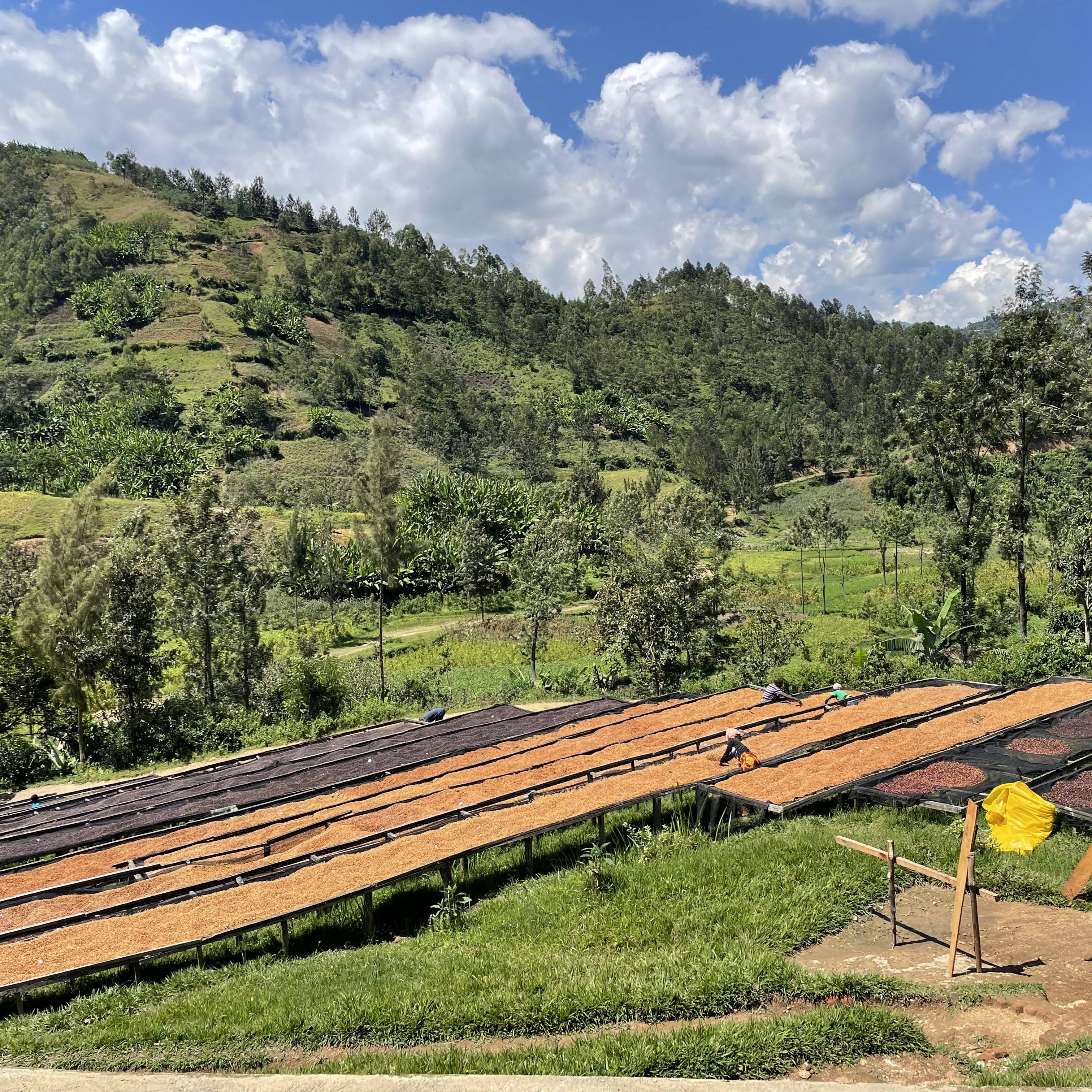 グアテマラ エスペランサ ラ ベガ| GUATEMALA, ESPERANZA LA VEGA