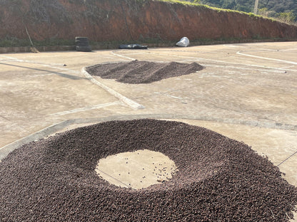 ブラジル ファゼンダ ウム ｜ BRAZIL, FAZENDA UM