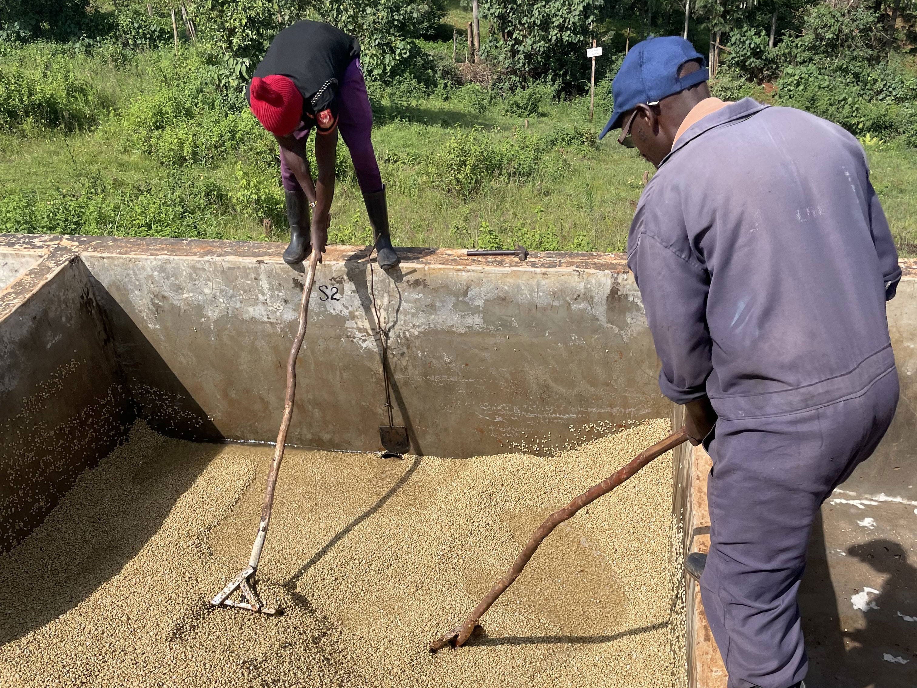 ケニア キエニAB ｜ KENYA, KIENI AB – cen coffee roasters